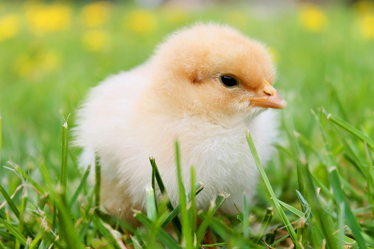Classification of Anti-Coccidiosis Drugs Classification of Anti-Coccidiosis Drugs