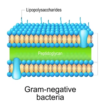 Solutions Chart: Gram-Positive Vs. Gram-Negative