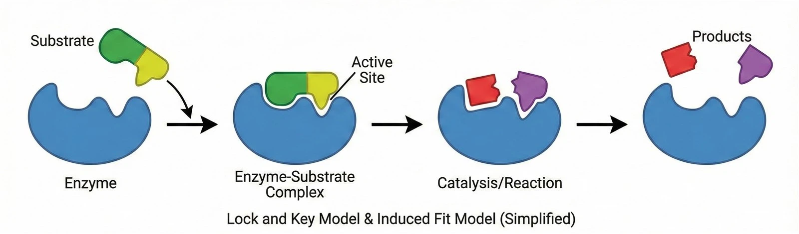 mechanism-of-enzyme-action-lock-and-key-vs-induced-fit mechanism-of-enzyme-action-lock-and-key-vs-induced-fit